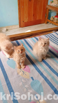 Persian Male & Female Kitten